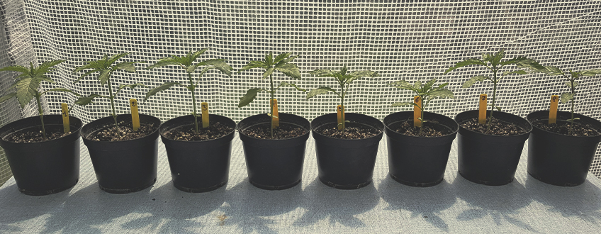 Die besten einfachen Cannabissorten für Anbauanfänger Die besten einfachen Cannabissorten für Anbauanfänger