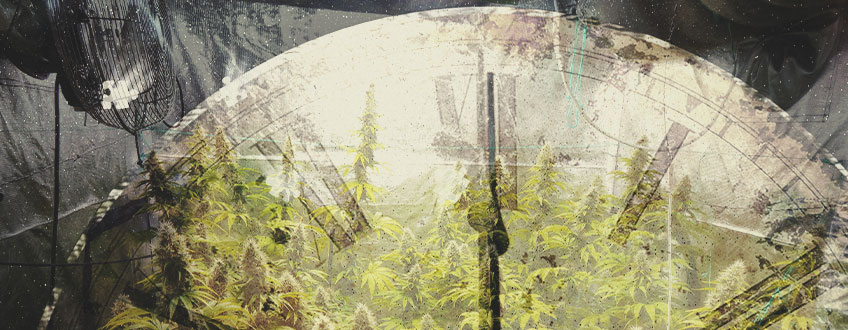 Wie viel Zeit nimmt der Indoor-Anbau von Cannabis in Anspruch?