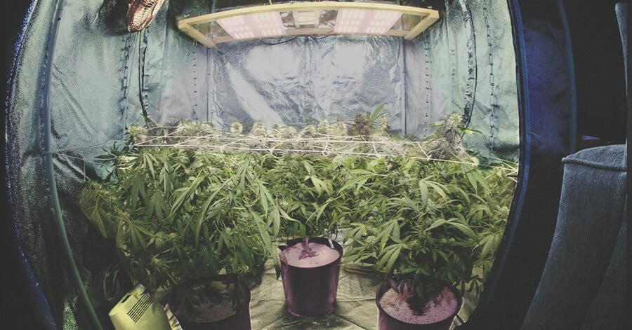 Der ultimative Leitfaden für Indoor-Cannabisausrüstung