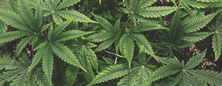 Wie man Cannabis während der vegetativen Phase anbaut