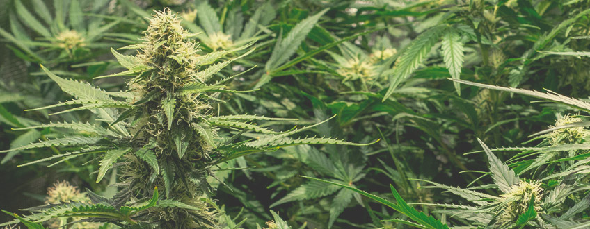 Wie man mit autoflowering Cannabis den höchsten Ertrag erzielt