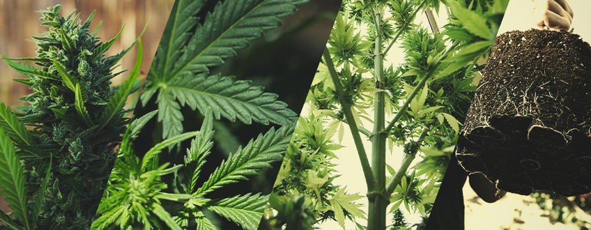 Cannabis-Pflanzenanatomie: von unten bis oben