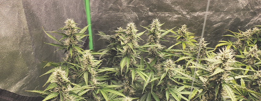 Was sind autoflowering Cannabissamen? Was sind autoflowering Cannabissamen?