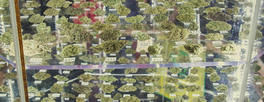 Cannabis-Cup-Gewinner