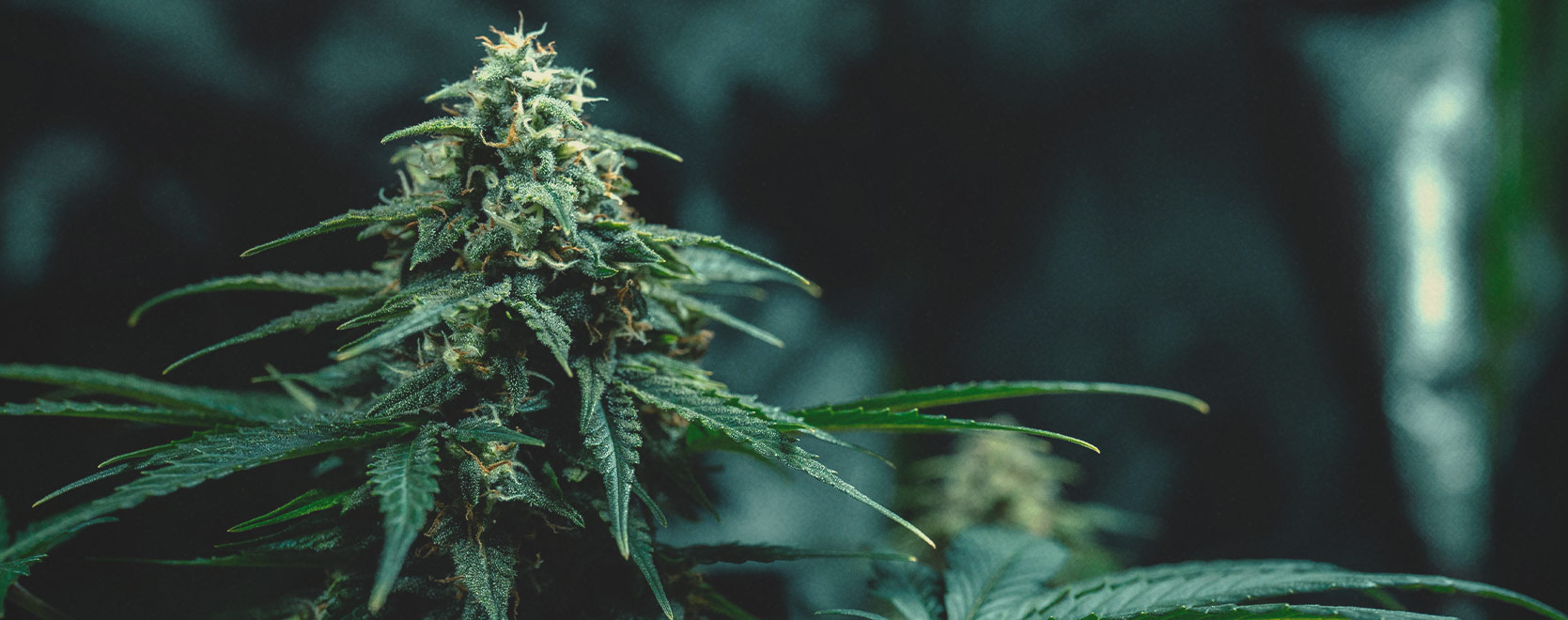Thai Cannabis Genetics: History and Origins Thai Cannabis Genetics: History and Origins