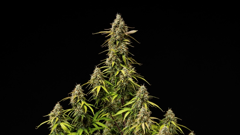 Atlas F1 Grow Report Cover: reife Cannabis-Colas Reife Atlas F1 Cannabis-Colas vor schwarzem Hintergrund, mit harzigen Buds, orangefarbenen Blütenstempeln, verblassenden Blättern und erntereifem Blütenwachstum für das Cover des Grow Reports.