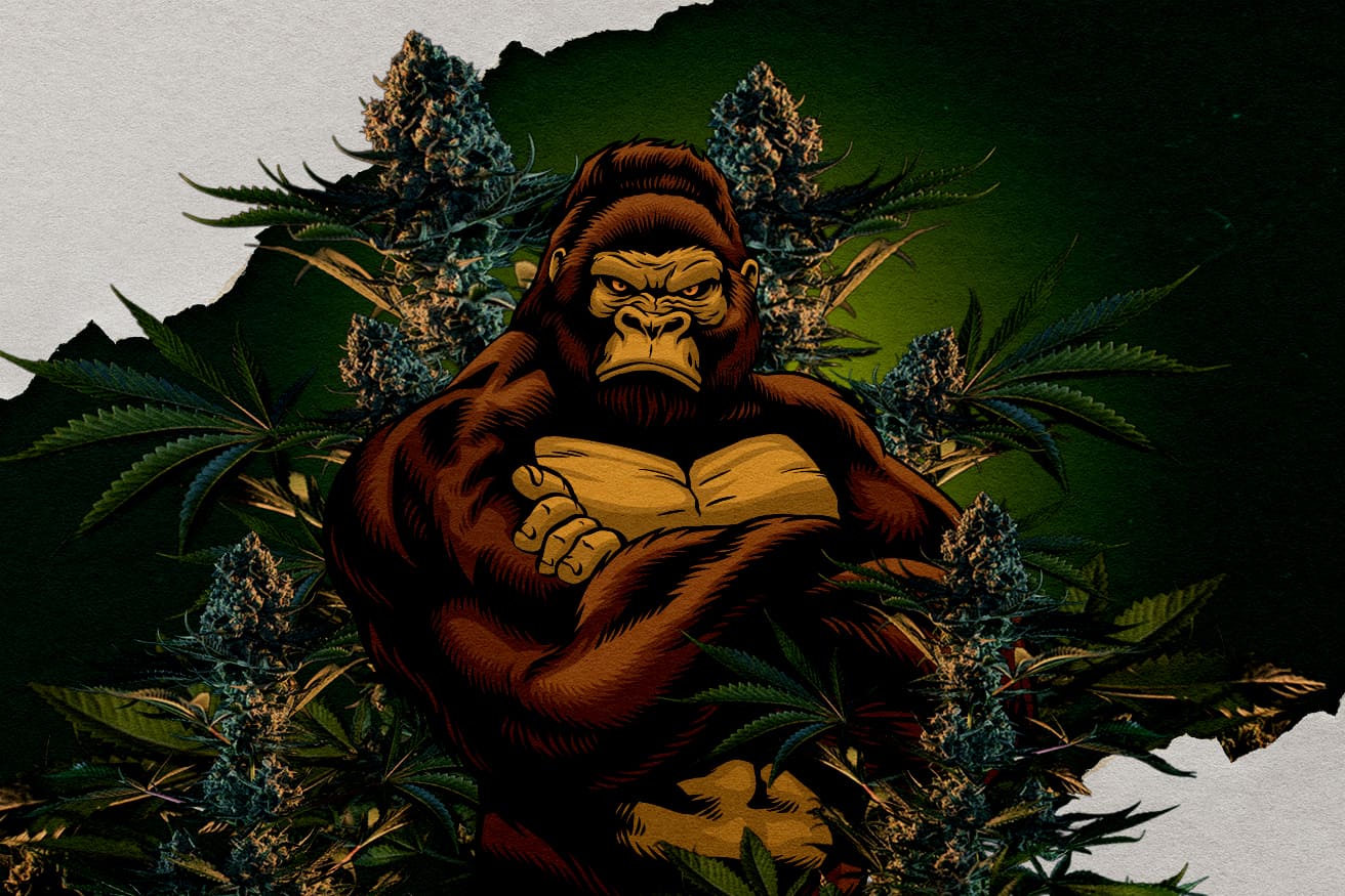 RQS Gorilla Sorten: Welche Ist die Stärkste? Illustration eines Gorillas umgeben von Cannabis-Knospen, repräsentierend RQS Gorilla Sorten, Frage nach der stärksten.