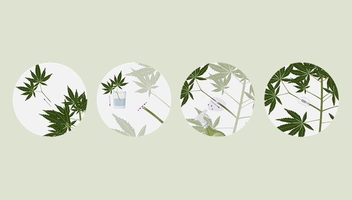 Erfahren Sie, wie Sie Cannabispflanzen veredeln können – mit unserer Schritt-für-Schritt-Anleitung. Entdecken Sie die benötigte Ausrüstung, wie Sie die beste Unterlage und den besten Edelreiser auswählen, und folgen Sie unserem Veredelungstutorial.