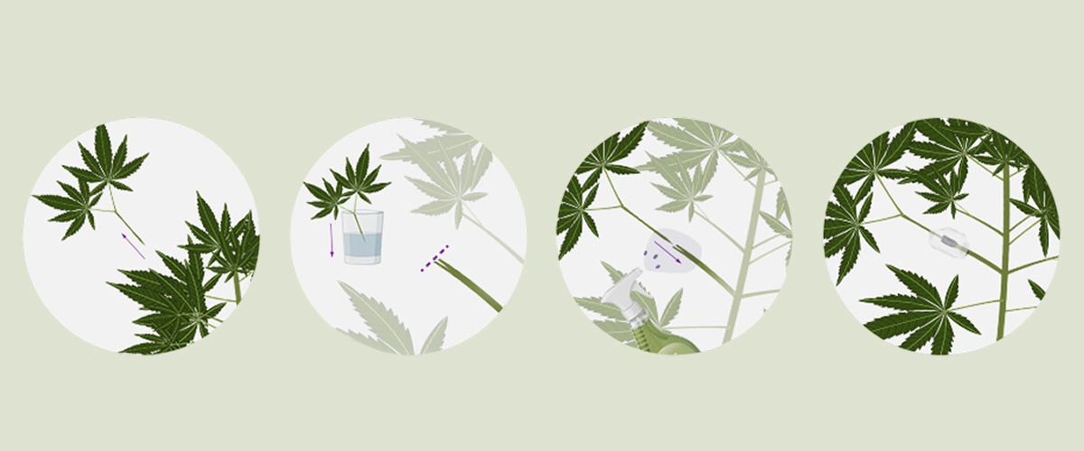Erfahren Sie, wie Sie Cannabispflanzen veredeln können – mit unserer Schritt-für-Schritt-Anleitung. Entdecken Sie die benötigte Ausrüstung, wie Sie die beste Unterlage und den besten Edelreiser auswählen, und folgen Sie unserem Veredelungstutorial.
