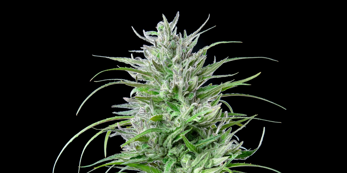 Critical Kush Cannabis-Bud mit frostigen harzigen Blüten, leuchtend grünen Blättern, weißen Blütenstempeln und kompaktem Blütenwachstum vor dunklem Hintergrund.
