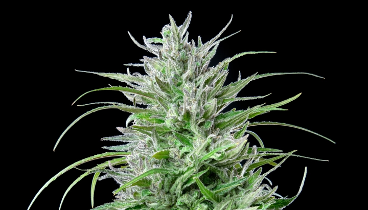 Critical Kush Cannabis-Bud mit frostigen harzigen Blüten, leuchtend grünen Blättern, weißen Blütenstempeln und kompaktem Blütenwachstum vor dunklem Hintergrund.