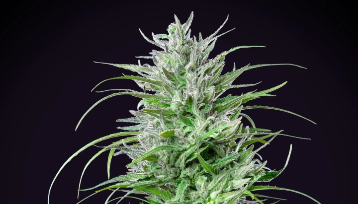 Critical Kush: kompakte Indica mit starkem Ertrag Critical Kush Cannabispflanze mit dichter frostiger Cola, leuchtend grünen Blättern, weißen Blütenstempeln und kompaktem Blütenwachstum vor dunklem Hintergrund.