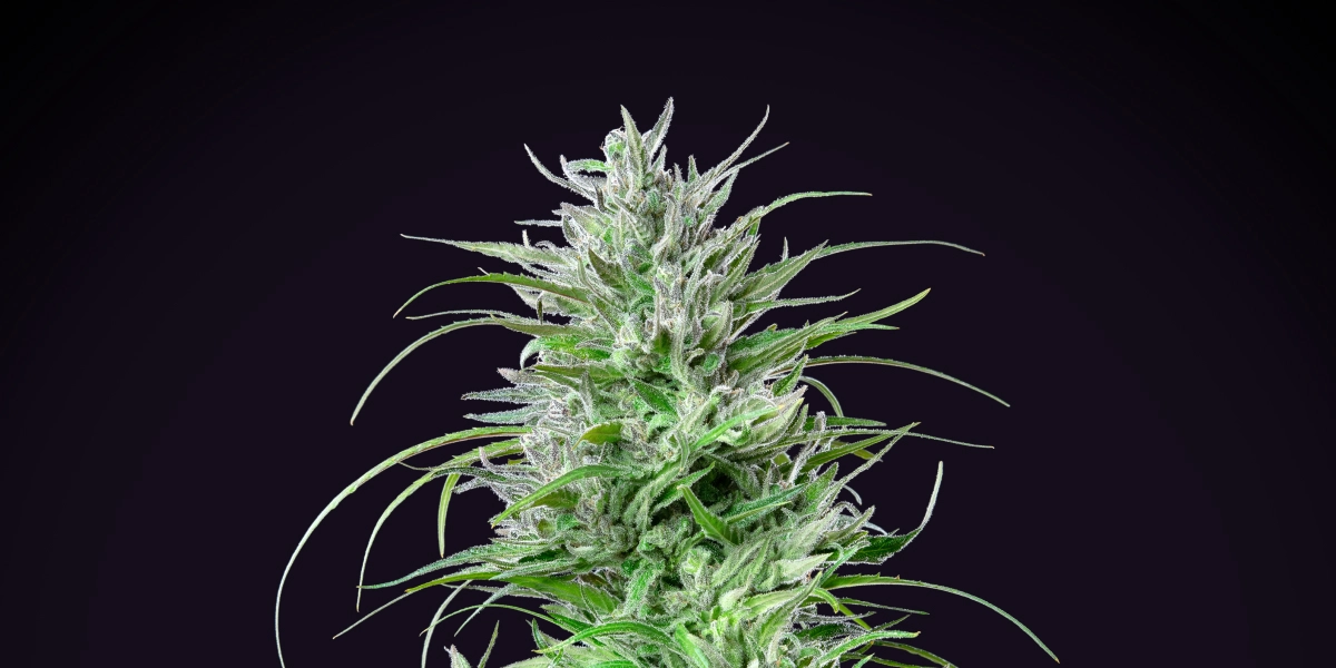 Critical Kush: kompakte Indica mit starkem Ertrag Critical Kush Cannabispflanze mit dichter frostiger Cola, leuchtend grünen Blättern, weißen Blütenstempeln und kompaktem Blütenwachstum vor dunklem Hintergrund.