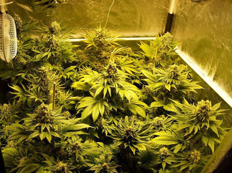 cannabis lights indoor growing