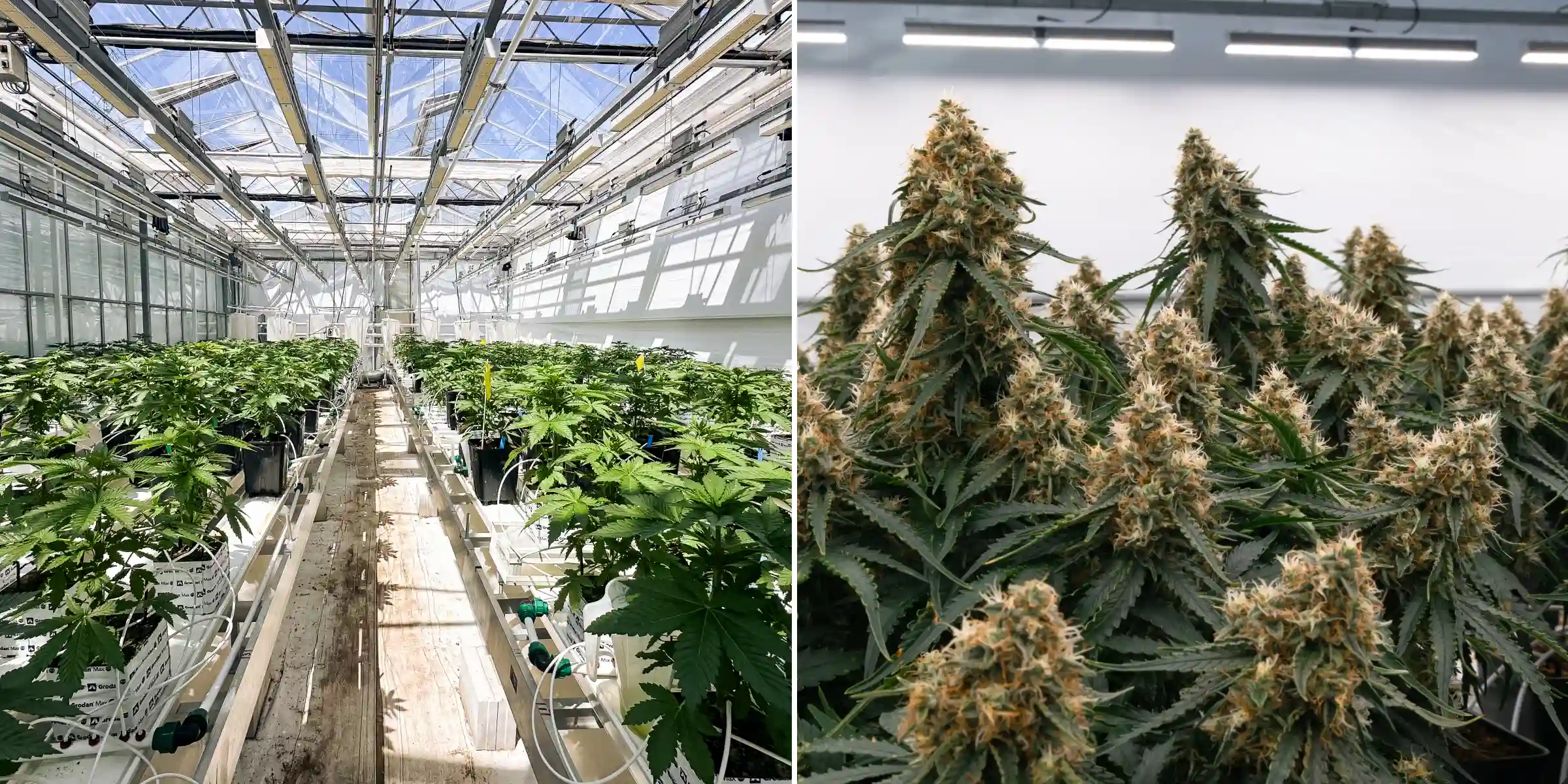 Reihen photoperiodischer F1-Hybrid-Cannabispflanzen, die im Cultivation for Compounds Gewächshaus wachsen, mit Steinwollblöcken, Bewässerungsleitungen, Versuchstischen und einer kontrollierten Breeding-Forschungsumgebung.