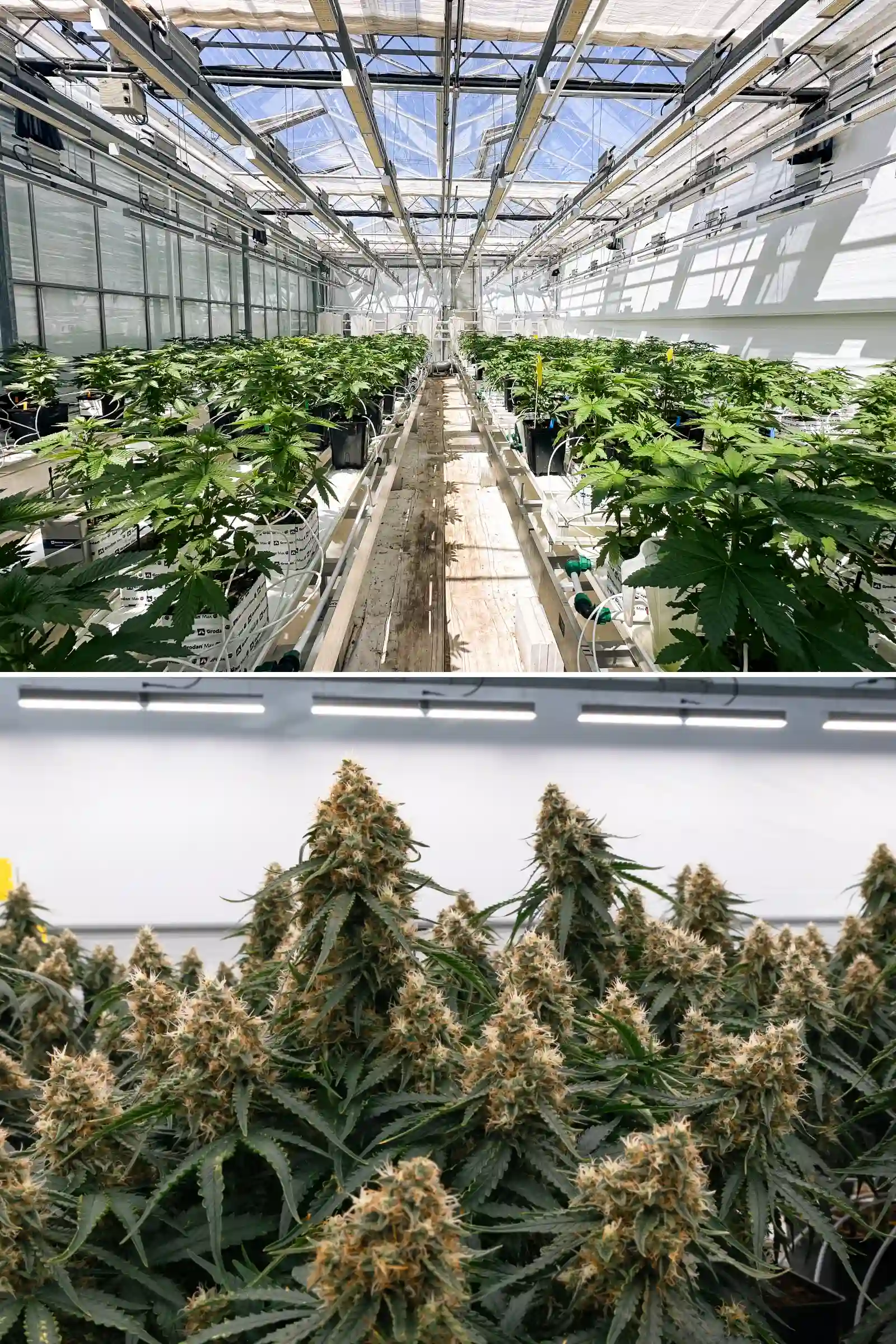 Reihen photoperiodischer F1-Hybrid-Cannabispflanzen, die im Cultivation for Compounds Gewächshaus wachsen, mit Steinwollblöcken, Bewässerungsleitungen, Versuchstischen und einer kontrollierten Breeding-Forschungsumgebung.