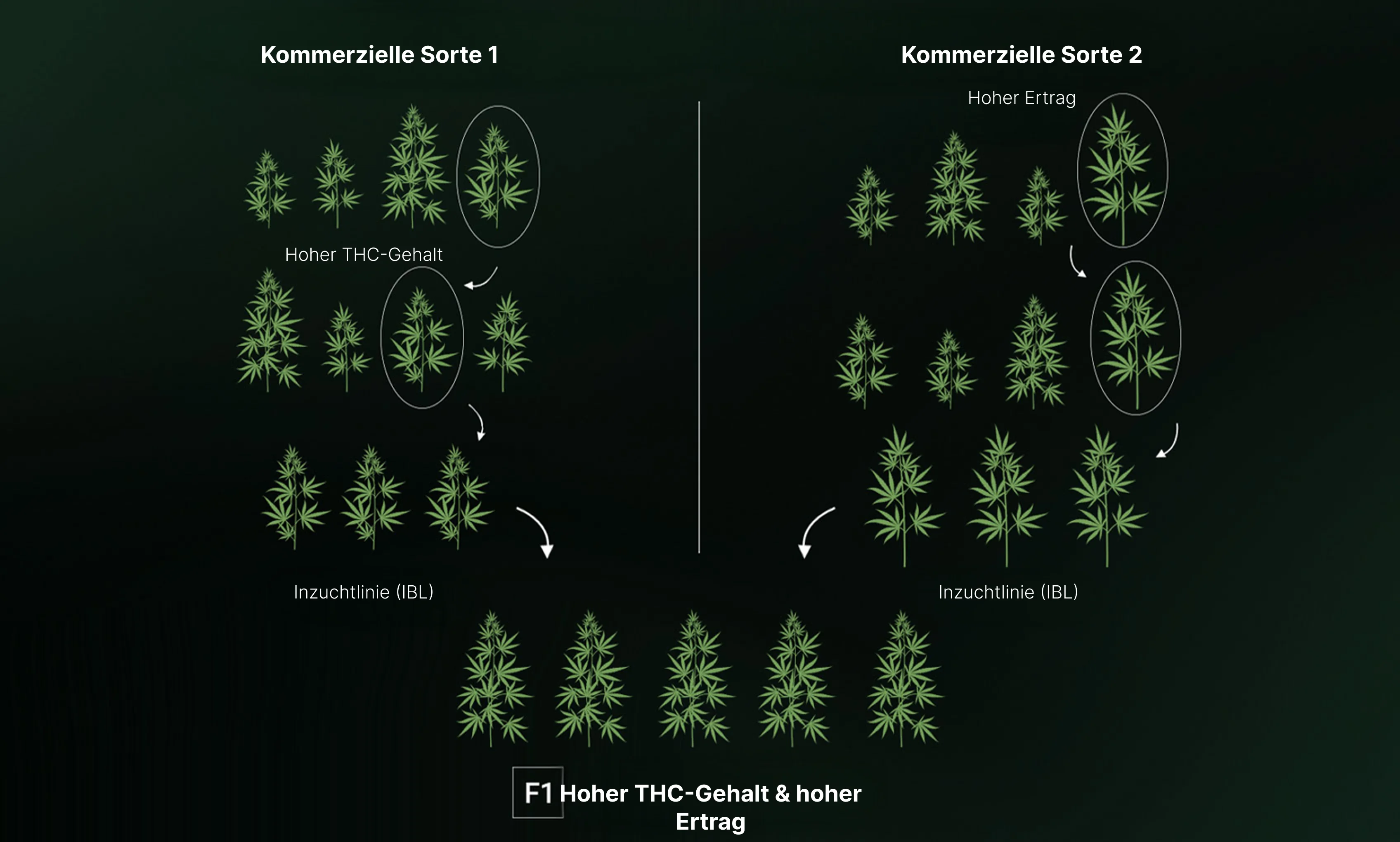 How are F1 Seeds Created? How are F1 Seeds Created?