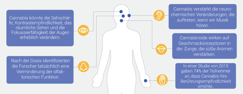 Wie sich Cannabis auf die Sinne auswirkt