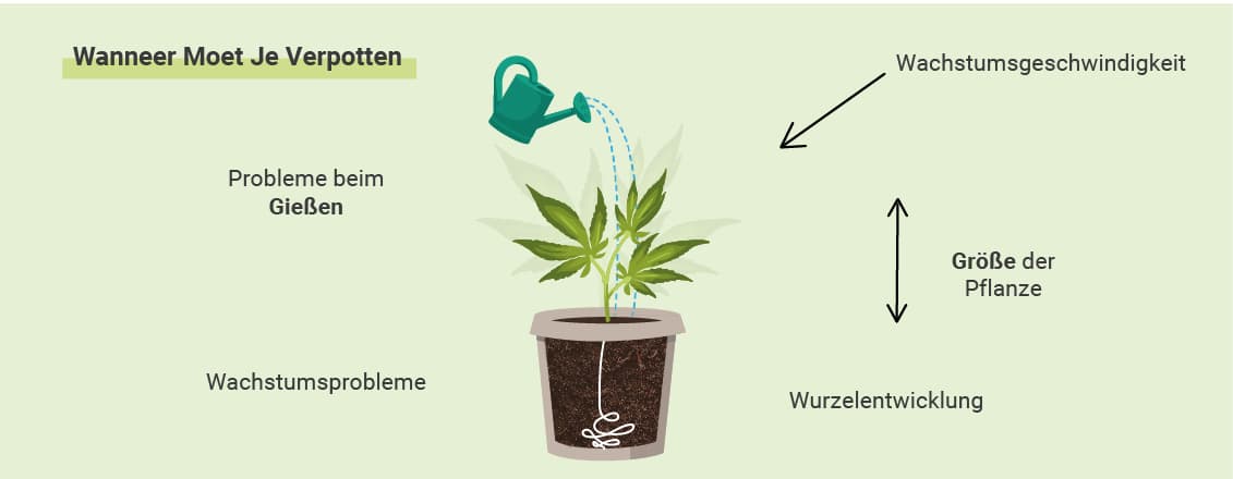 WANN TOPFT MAN SEIN CANNABIS UM?