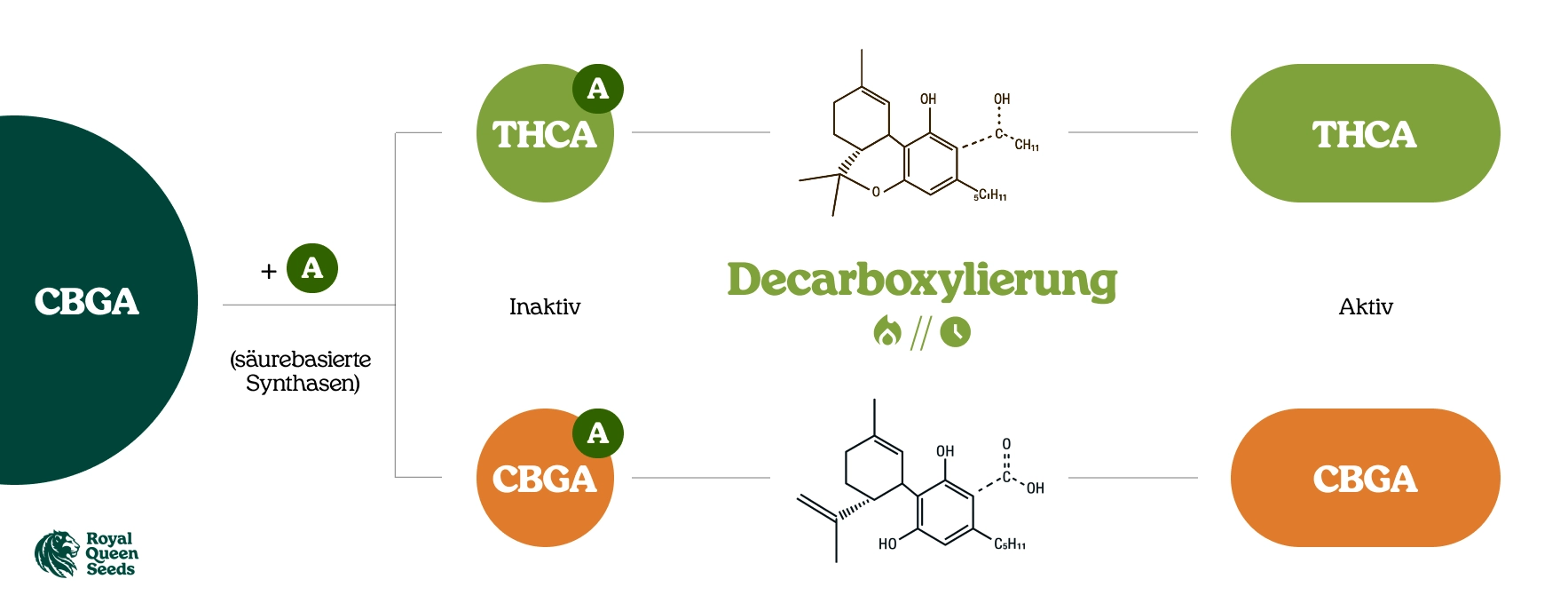 Was sind Cannabinoidsäuren? Was sind Cannabinoidsäuren?