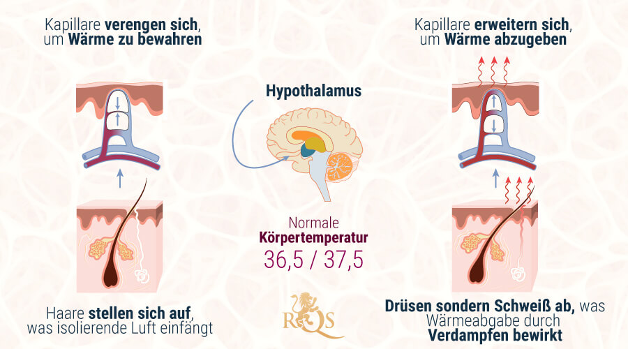 Hypothalamus-Homöostase Hypothalamus-Homöostase