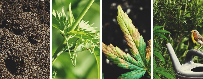 Wie sieht das Schadbild von Heuschrecken bei Cannabis aus? Wie sieht das Schadbild von Heuschrecken bei Cannabis aus?