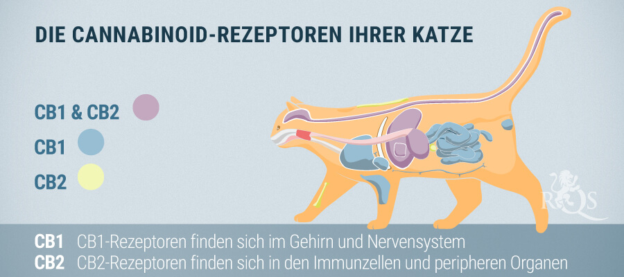 Cannabinoidrezeptoren der Katze Cannabinoidrezeptoren der Katze