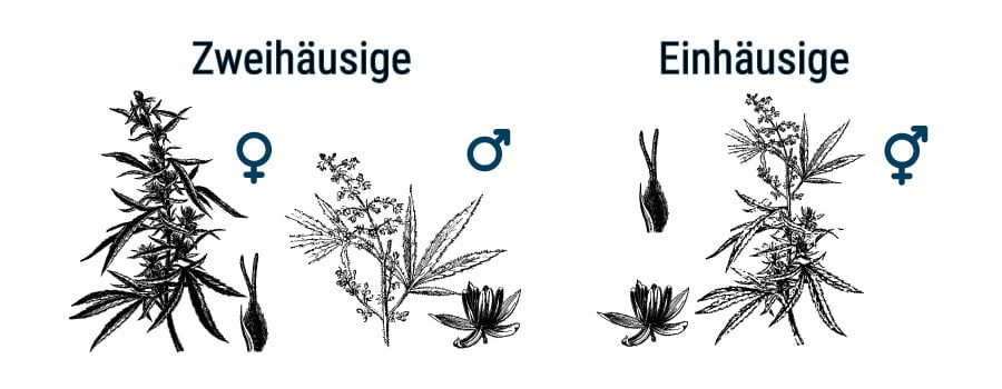 WAS IST DER UNTERSCHIED ZWISCHEN CANNABIS UND HANF?