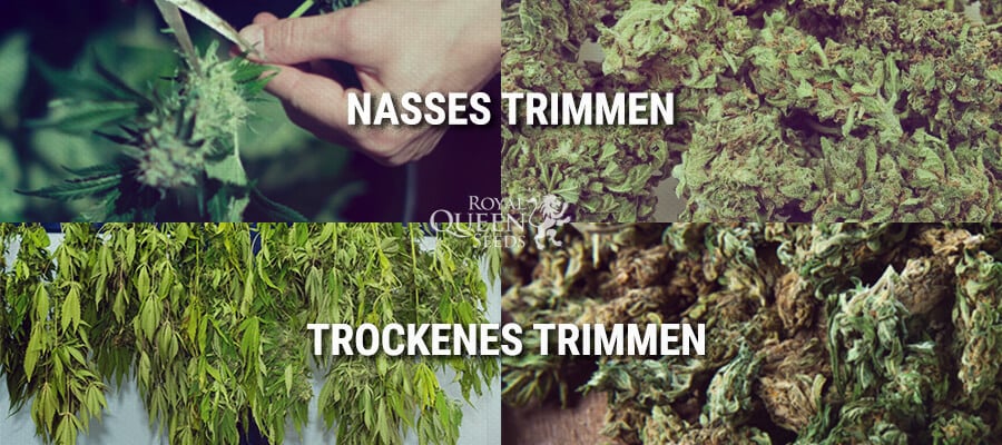 Nasses Trimmen, Trockenes Trimmen 