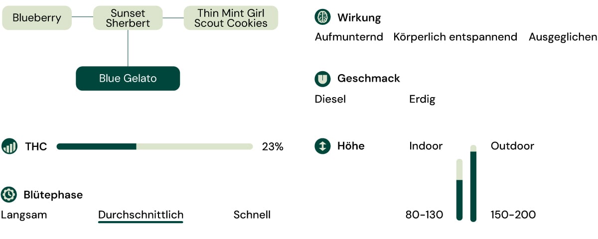 Sortenmerkmale von Blue Gelato Sortenmerkmale von Blue Gelato