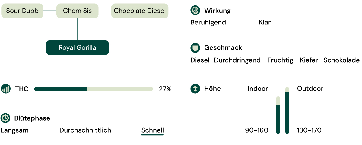 Sortenmerkmale von Royal Gorilla Sortenmerkmale von Royal Gorilla