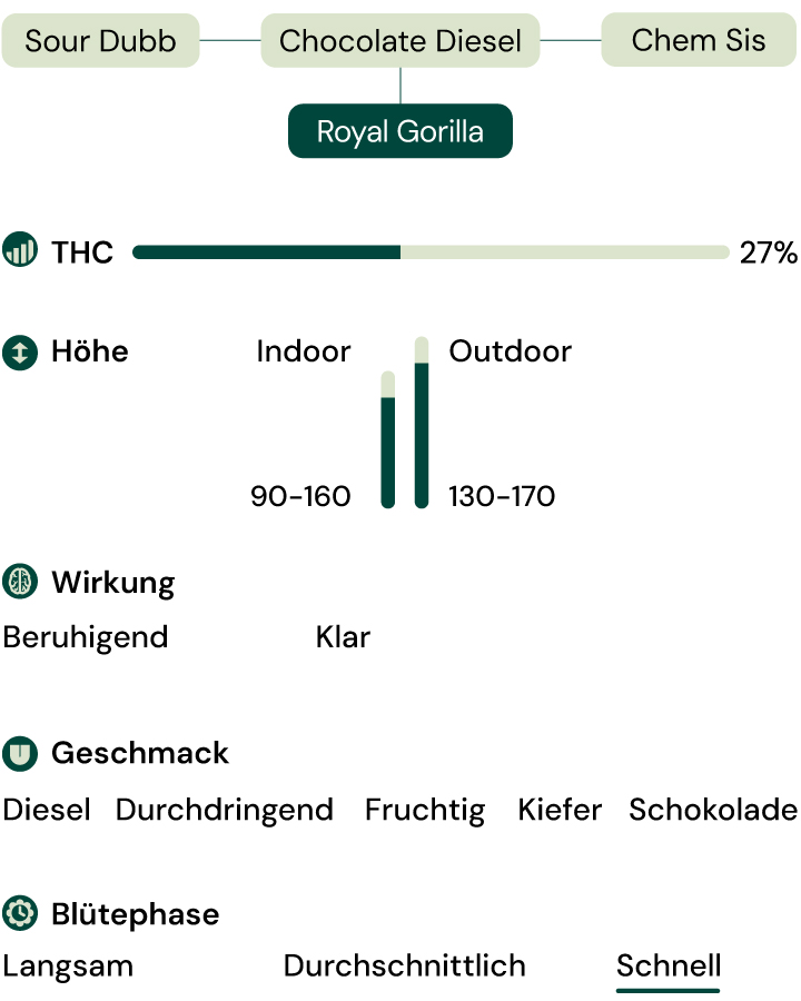 Sortenmerkmale von Royal Gorilla Sortenmerkmale von Royal Gorilla