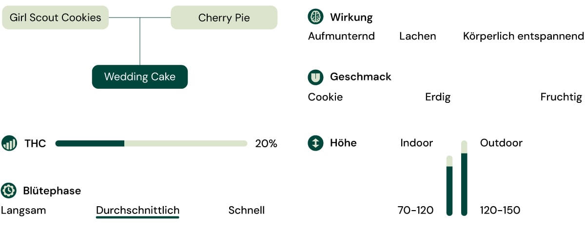 Hybrid aus Girl Scout Cookies und Cherry Pie mit 20 % THC, entspannend, erhebend und süß-erdigem Geschmack.
