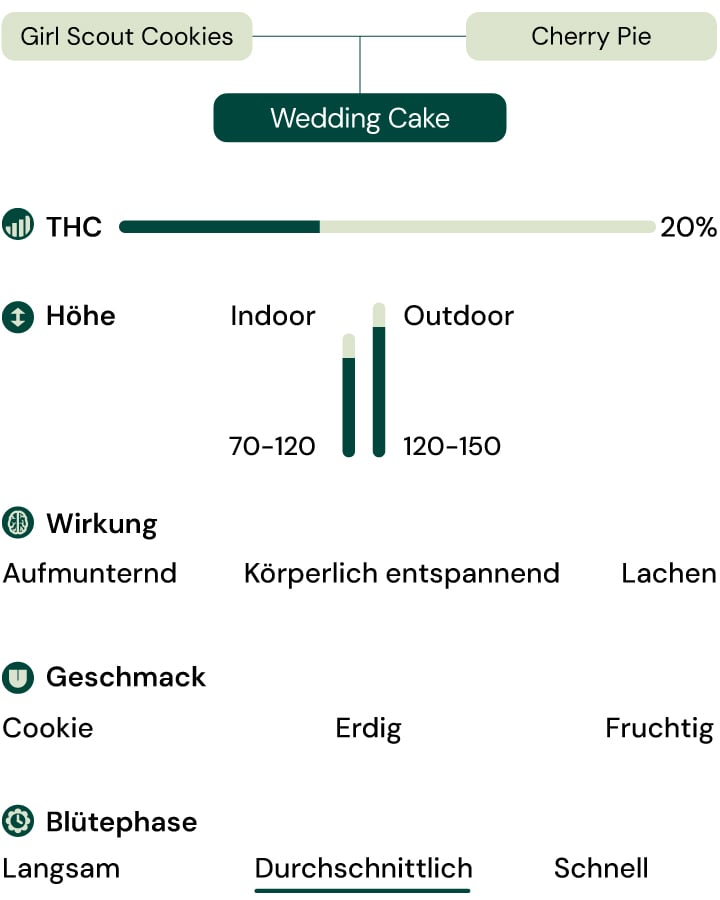 Hybrid aus Girl Scout Cookies und Cherry Pie mit 20 % THC, entspannend, erhebend und süß-erdigem Geschmack.
