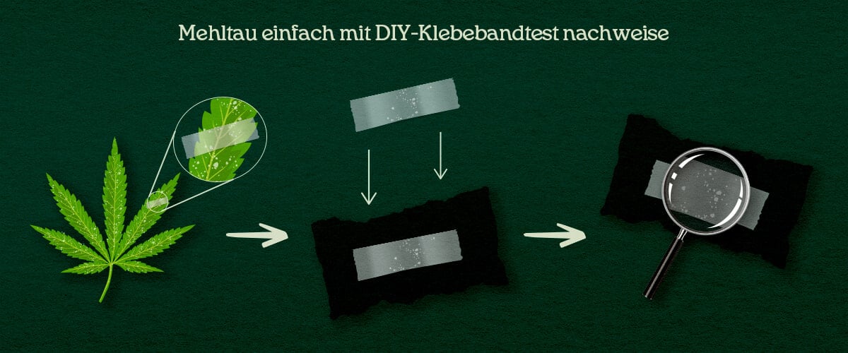 Mehltau einfach mit DIY-Klebebandtest nachweisen Eine Illustration des DIY Tape-Lift-Prozesses auf Cannabis-Blättern zur Bestätigung von Schädlingen oder Mehltau.