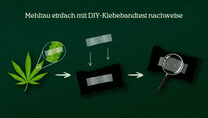 Mehltau einfach mit DIY-Klebebandtest nachweisen Eine Illustration des DIY Tape-Lift-Prozesses auf Cannabis-Blättern zur Bestätigung von Schädlingen oder Mehltau.