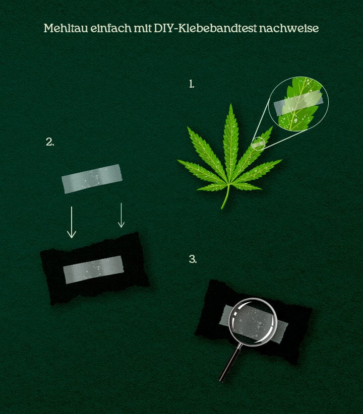 Eine Illustration des DIY Tape-Lift-Prozesses auf Cannabis-Blättern zur Bestätigung von Schädlingen oder Mehltau.
