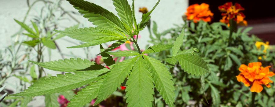 Legalisierung Cannabis Regulierung Deutschland donmstic wachsen