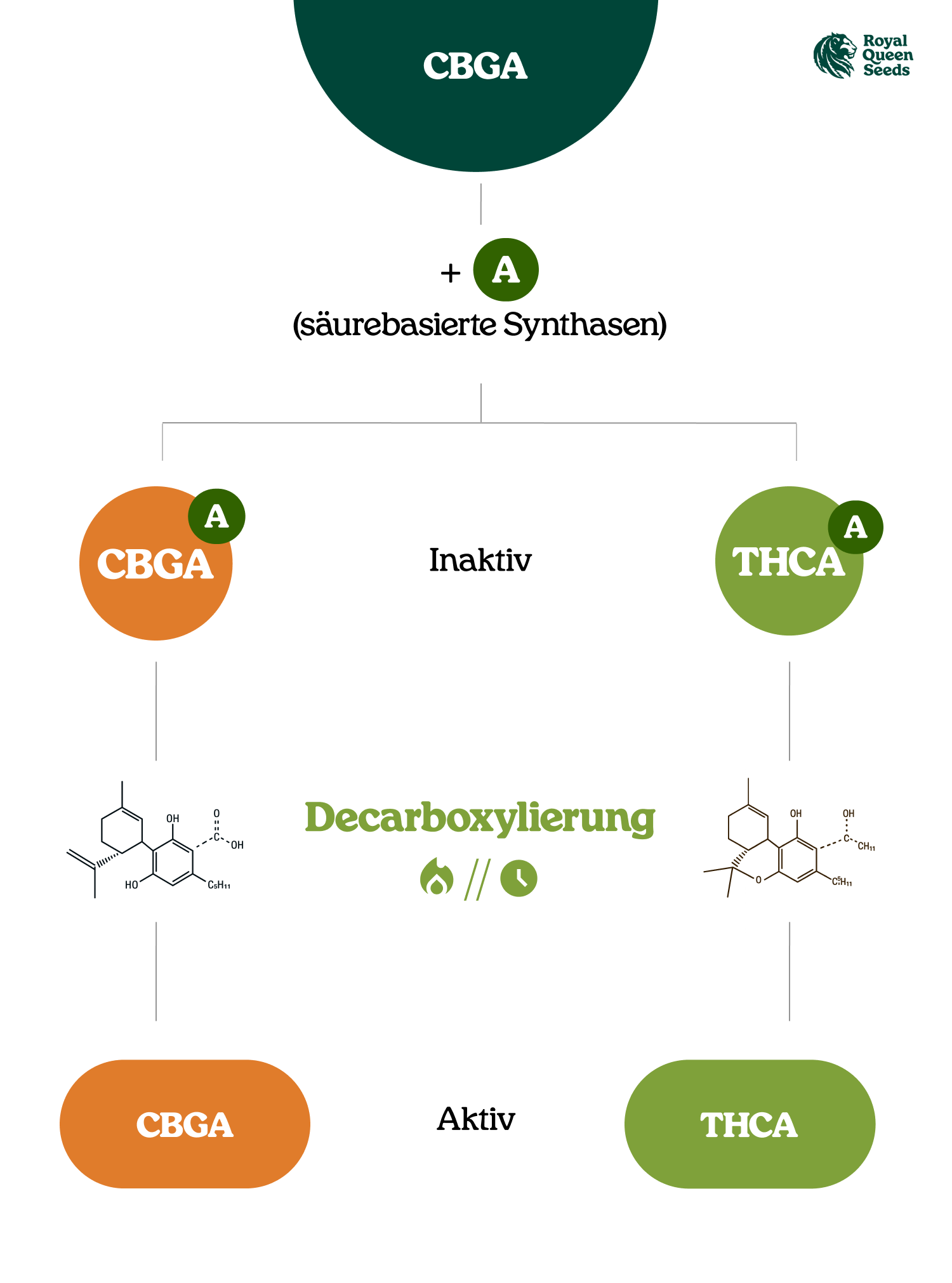 Was sind Cannabinoidsäuren? Was sind Cannabinoidsäuren?