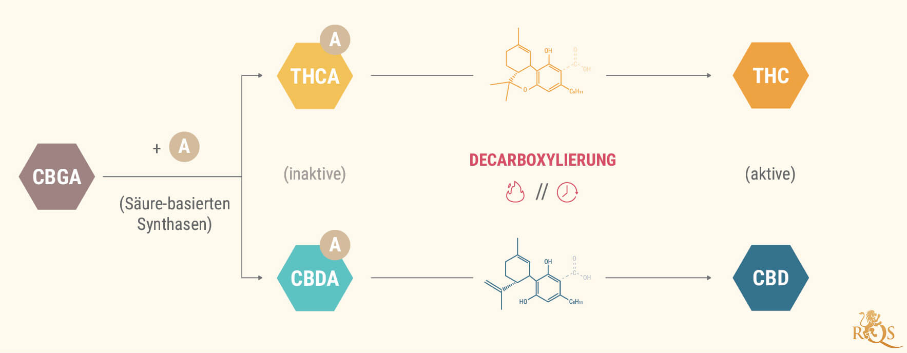 Was sind Cannabinoidsäuren?