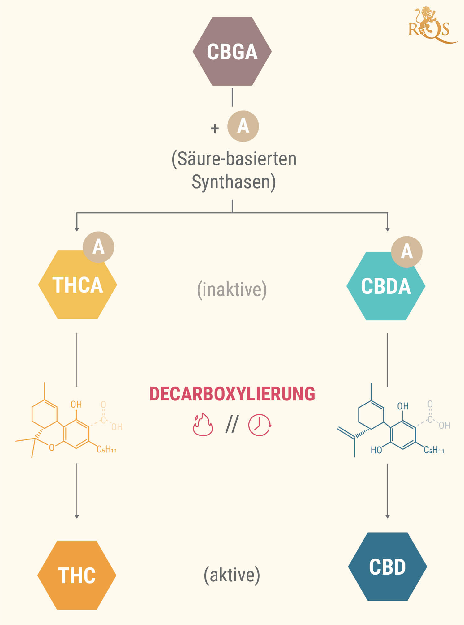 Was sind Cannabinoidsäuren?