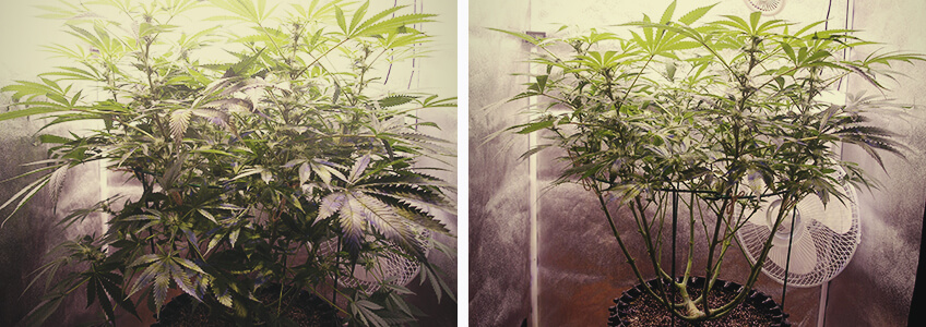 Entlaubung von Cannabispflanzen in der Blütephase