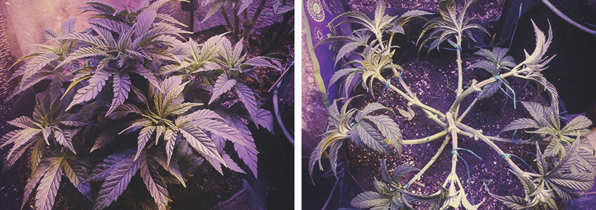 Entlaubung von Cannabispflanzen in der vegetativen Phase