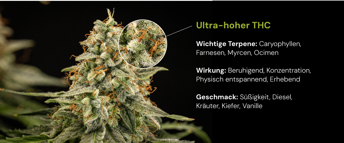 Entdecke eine Cannabis-Sorte mit ultra-hohem THC und dominanten Terpenen wie Caryophyllen, Farnesen, Myrcen und Ocimen sowie beruhigender und aufhellender Wirkung.