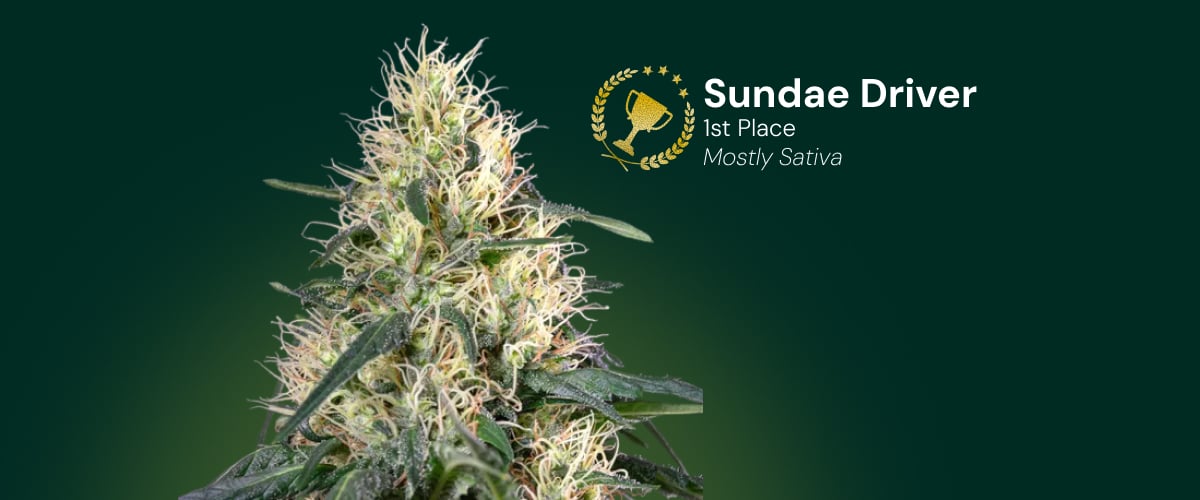 Sundae Driver | 1. Platz (Überwiegend Sativa) Sundae Driver Cannabisblüte, Gewinner des 1. Platzes, überwiegend Sativa