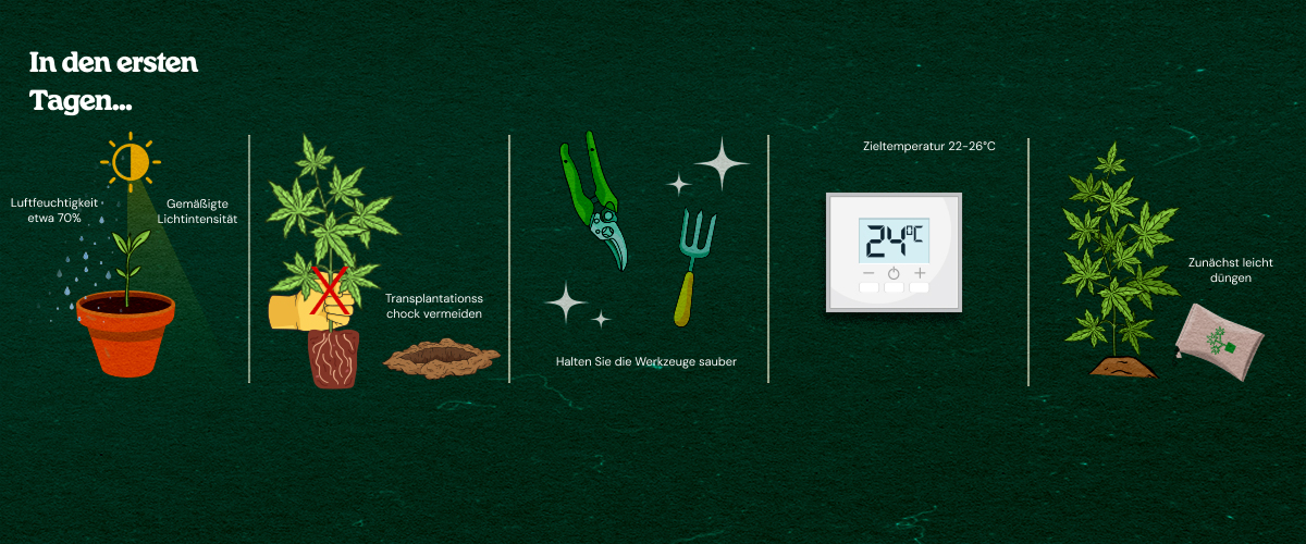 Beste Praktiken für die Pflege von Cannabis-Klonen und Wurzelentwicklung Illustrierte Anleitung zur Pflege von Cannabis-Klonen: hohe Luftfeuchtigkeit, moderate Beleuchtung, saubere Werkzeuge, optimale Temperatur 22-26°C, Transplantationsschock vermeiden und leichte Düngung für gesunde Bewurzelung.