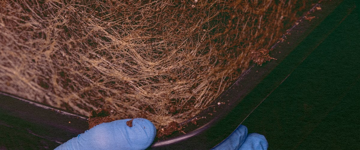 Enthalten Cannabiswurzeln Cannabinoide: Entwurzelte Pflanze Bild Cannabispflanze wird entwurzelt, zeigt Wurzeln zur Untersuchung von Cannabinoiden und Terpenen auf dunkelgrünem Hintergrund, ideal für Cannabis-Chemie-Anleitungen.