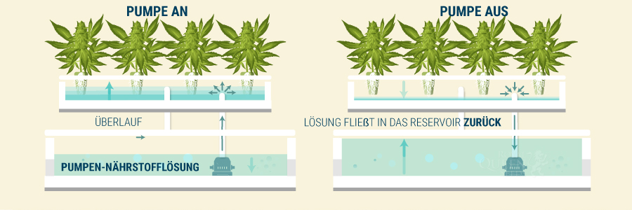 Ebbe Und Flut Cannabispflanzen Ebbe Und Flut Cannabispflanzen