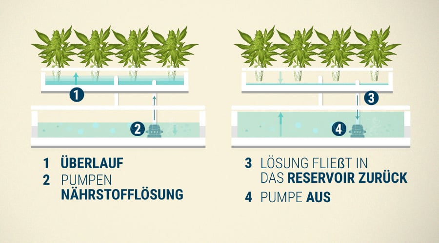 Leitfaden für den Anbau von Cannabis auf Hydrokultur RQS Blog