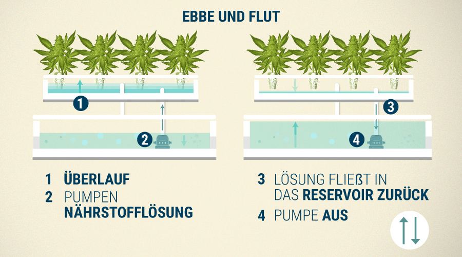 Ebbe Und Flut Cannabispflanzen Ebbe Und Flut Cannabispflanzen